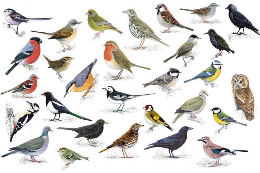 Birdspotters' paradise